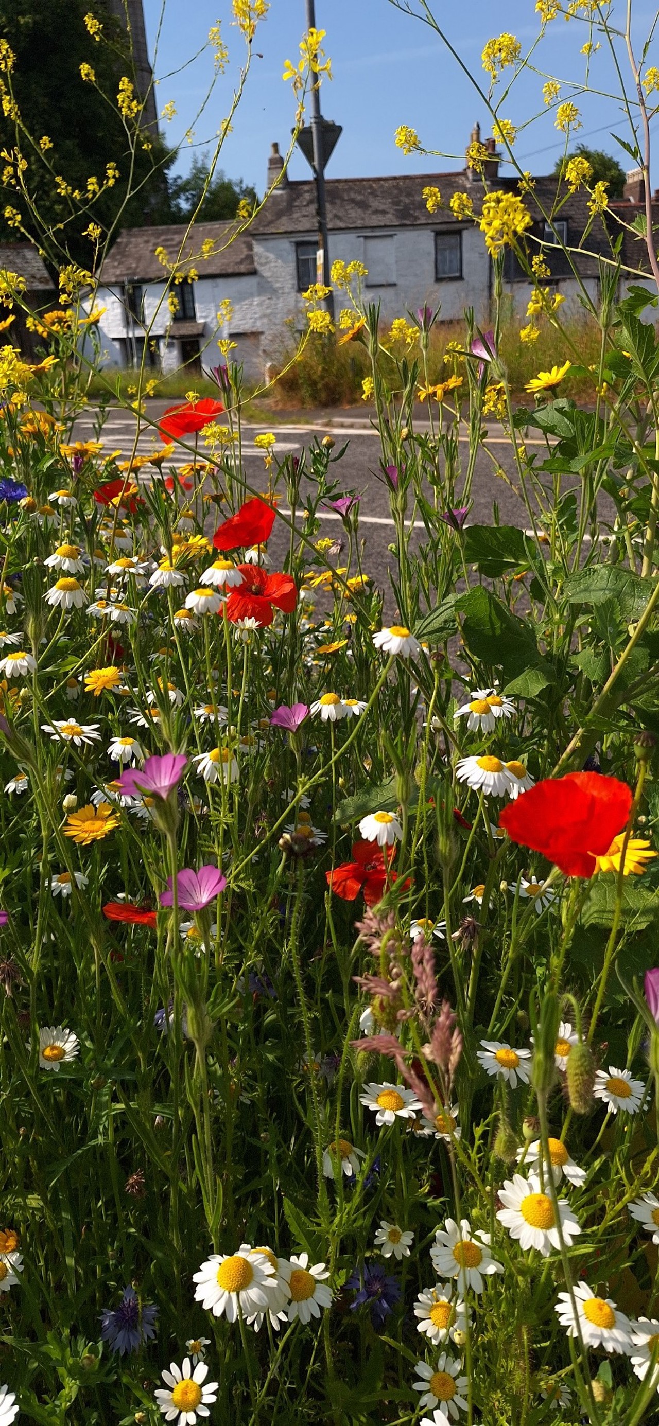 Wildflower Verge Plymouth Road, Liskeard